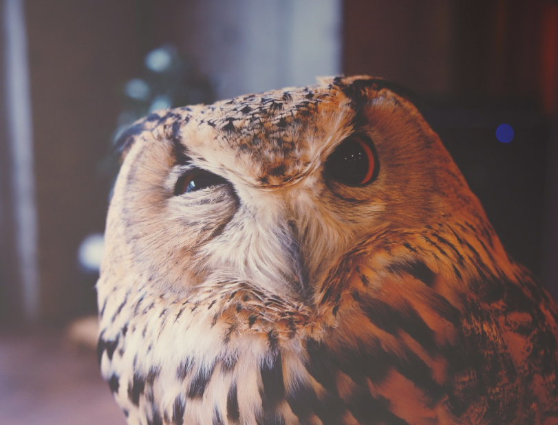 owl