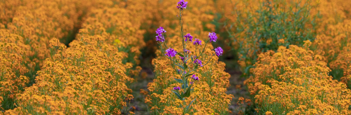 Sustainability and Ethical Photography: