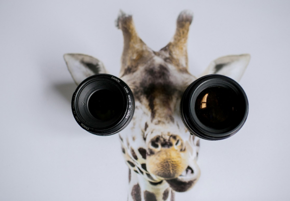 Behind the Lens: Stories from the Wedding Photographer